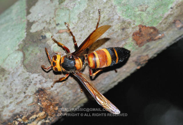 看《在下坂本》，认识蜇人胡蜂