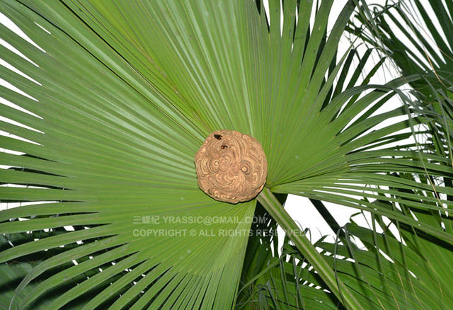 看《在下坂本》，认识蜇人胡蜂