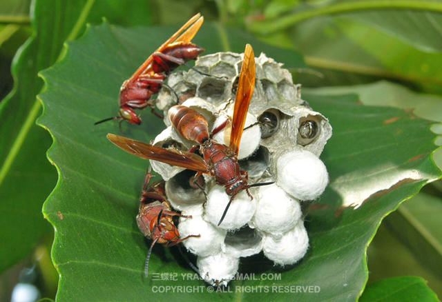 看《在下坂本》，认识蜇人胡蜂