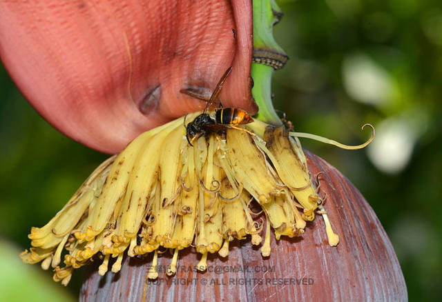 看《在下坂本》，认识蜇人胡蜂