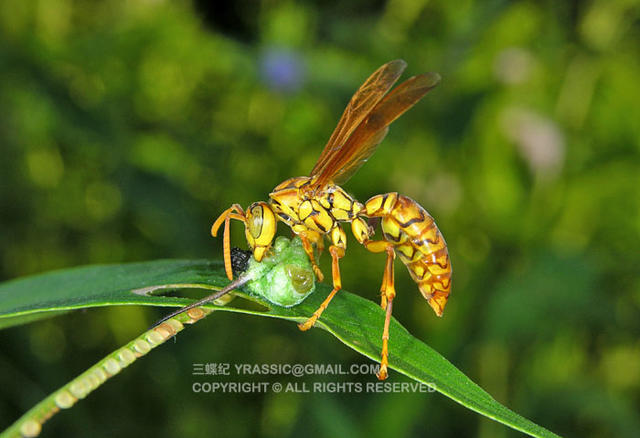 看《在下坂本》，认识蜇人胡蜂