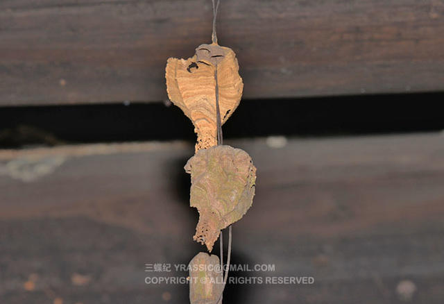 看《在下坂本》，认识蜇人胡蜂