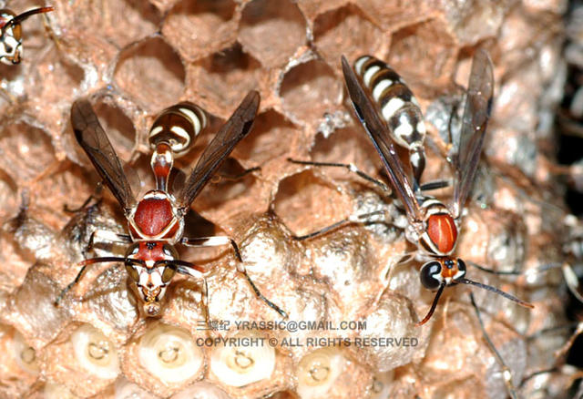 看《在下坂本》，认识蜇人胡蜂