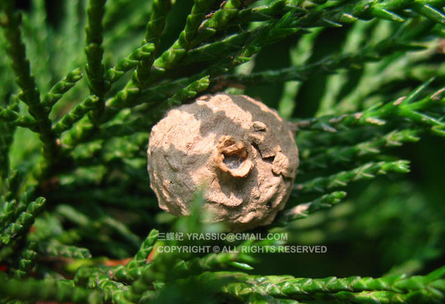 看《在下坂本》，认识蜇人胡蜂