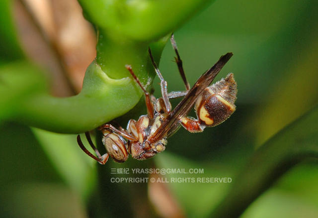 看《在下坂本》，认识蜇人胡蜂