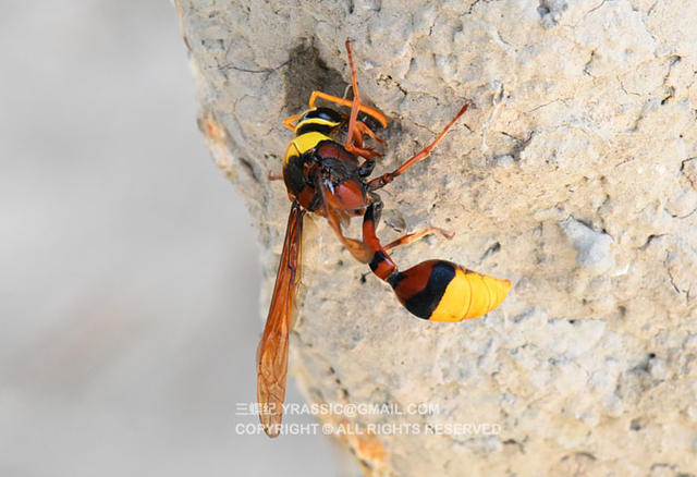看《在下坂本》，认识蜇人胡蜂