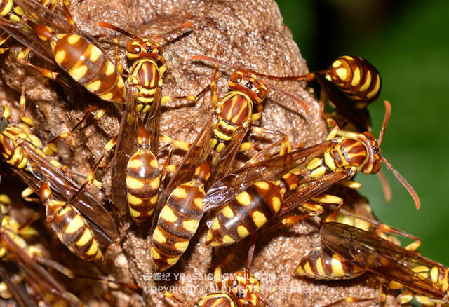 看《在下坂本》，认识蜇人胡蜂