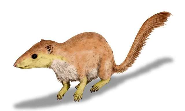 哺乳类的“吃货”兴起时，恐龙的灭绝还遥遥无期