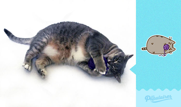 趣看｜一条像极Pusheen的喵表示，COS界不止有人类