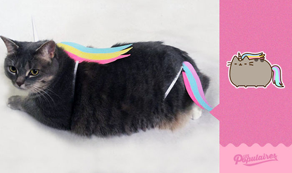 趣看｜一条像极Pusheen的喵表示，COS界不止有人类