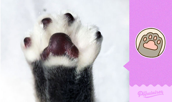 趣看｜一条像极Pusheen的喵表示，COS界不止有人类