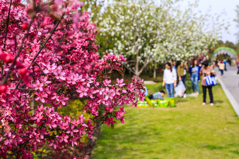 南通 崇川植物园 花艳景美游人乐 (1).jpg