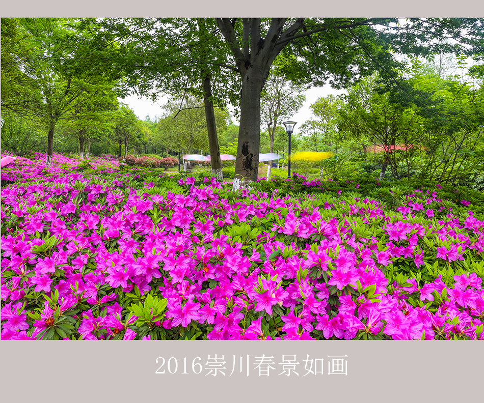 【大美崇川】  2016崇川春景美如画 (3).jpg