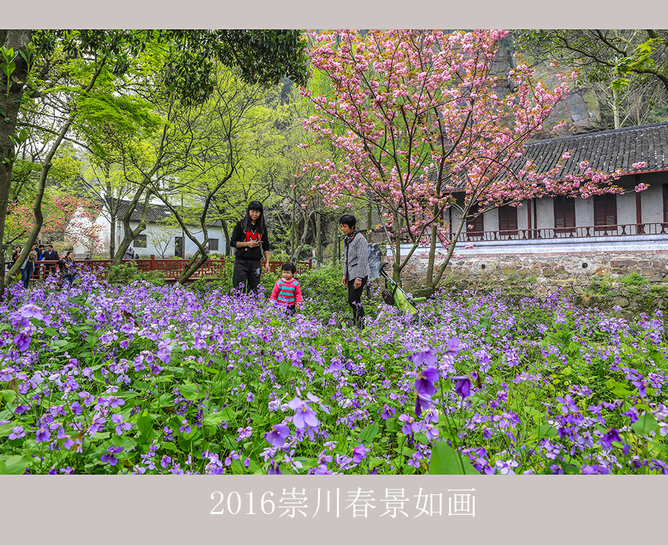 【大美崇川】  2016崇川春景美如画 (5).jpg