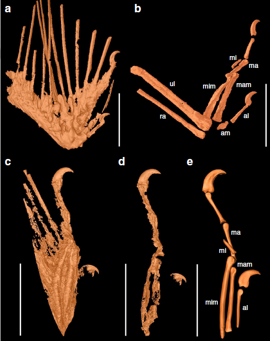 中国研究者在琥珀中找到恐龙时代的早期鸟类