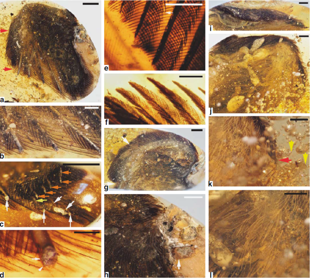 中国研究者在琥珀中找到恐龙时代的早期鸟类