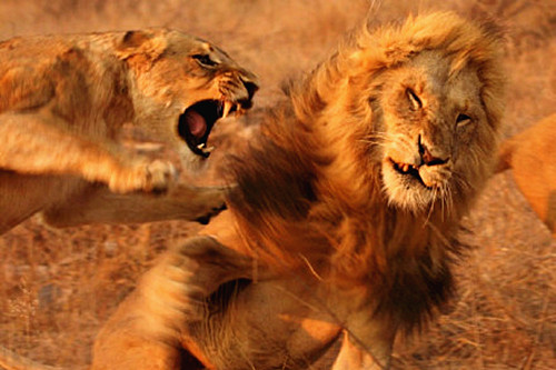 澎湃联播|老司机带你走近“高校性教育”