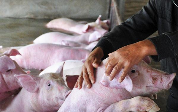 澎湃联播|一群Pig的奇幻“漂流”