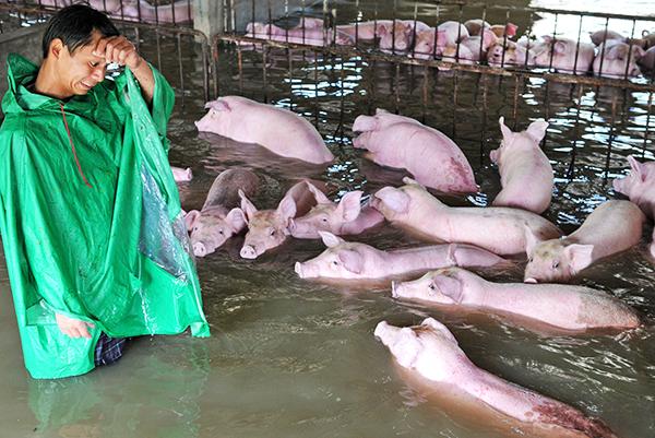 澎湃联播|一群Pig的奇幻“漂流”