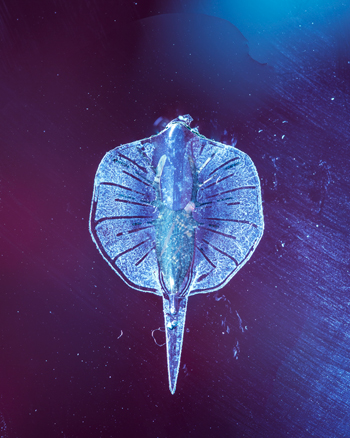 科学家用老鼠肌肉细胞创造出机器鱼，离人造心脏又近一步