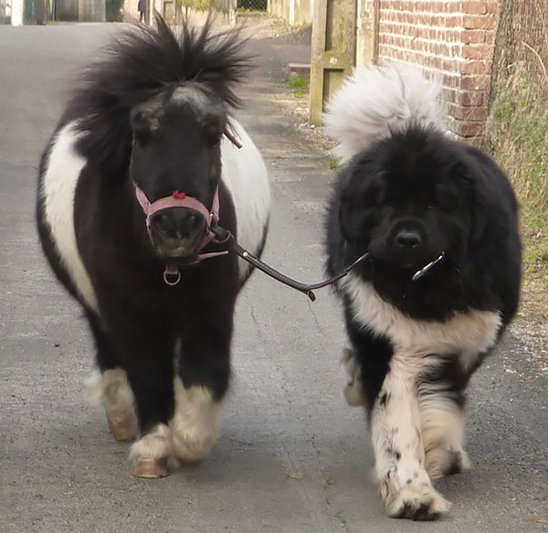 趣看｜跨物种“双胞胎”，动物界的另一个自己