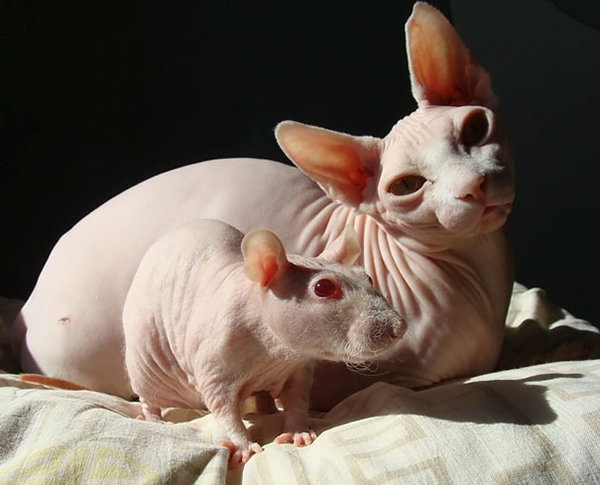 趣看｜跨物种“双胞胎”，动物界的另一个自己