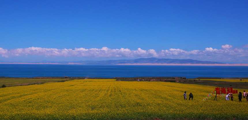 青海湖迎来旅游高峰 (1).jpg
