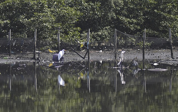 动物尸体漂浮、各色垃圾成堆……里约赛场水域堪比“厕所”？