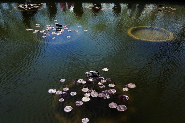 美到让人想一辈子住在里面！人生一定要去的8个植物园