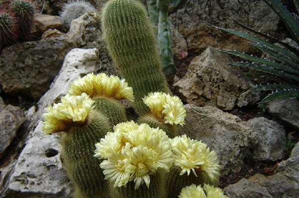 美到让人想一辈子住在里面！人生一定要去的8个植物园