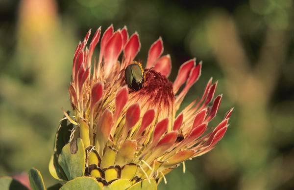 美到让人想一辈子住在里面！人生一定要去的8个植物园