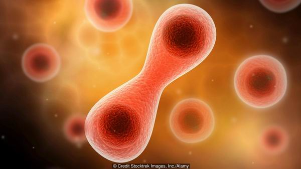 让我们来优雅地聊一聊世界上为什么要有“性”