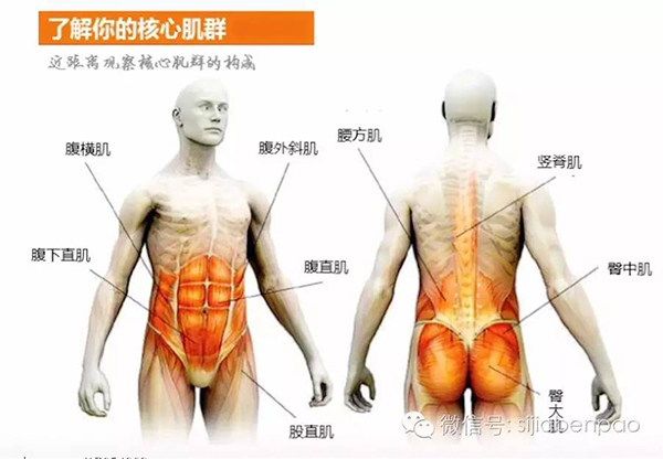 连核心肌群到底是啥都不懂，还锻炼什么跑者的核心力量