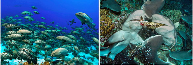 海峡里的“梁山好汉”：鲨鱼是怎么拦路打劫的