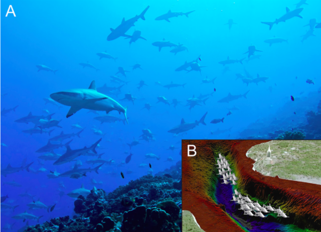 海峡里的“梁山好汉”：鲨鱼是怎么拦路打劫的