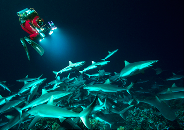 海峡里的“梁山好汉”：鲨鱼是怎么拦路打劫的