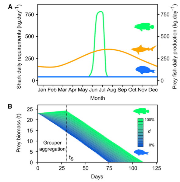 海峡里的“梁山好汉”：鲨鱼是怎么拦路打劫的