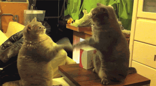 从这两位没啥才华的副校长身上，你看到了川普和希拉里吗？