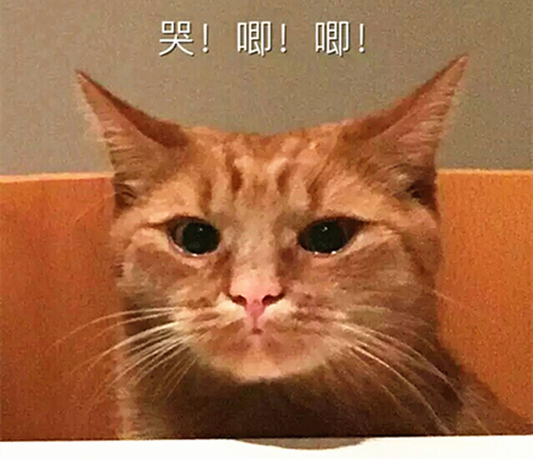 澎湃联播|“那个人好奇怪，好像一条狗啊”