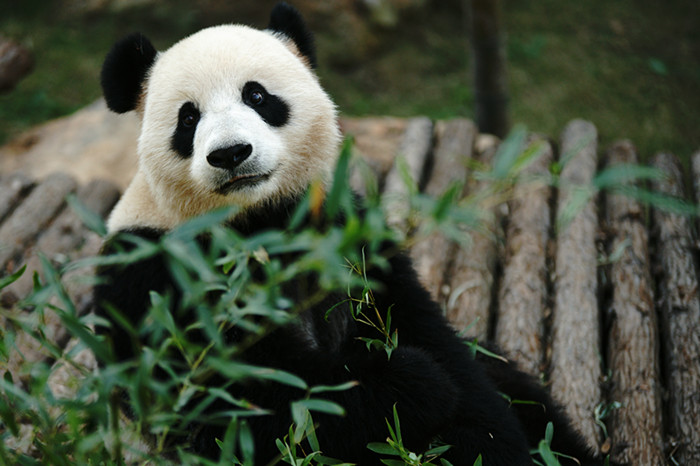 国宝熊猫_副本.jpg