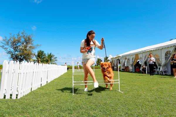 跟着主人去度假，汪星人也可以住得舒适又体面