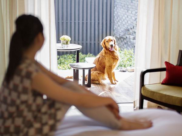 跟着主人去度假，汪星人也可以住得舒适又体面