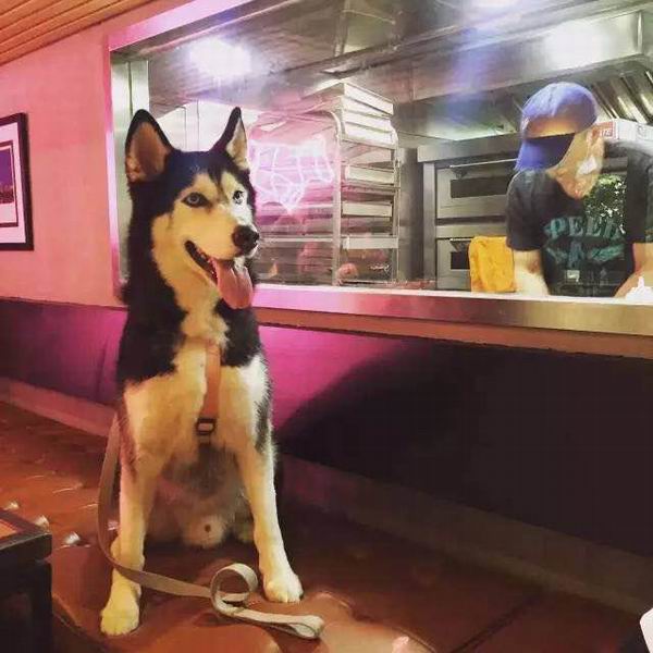 跟着主人去度假，汪星人也可以住得舒适又体面