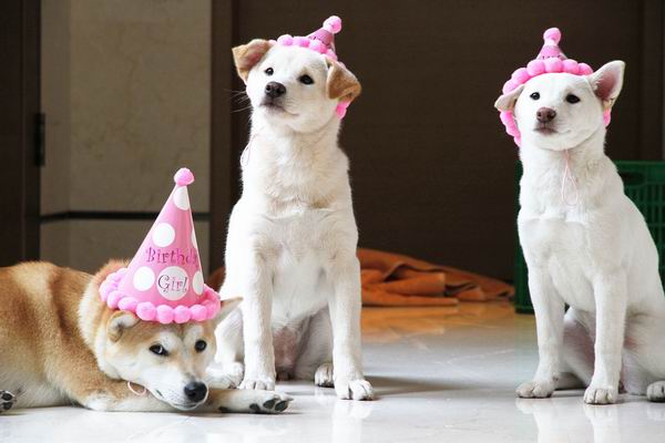 跟着主人去度假，汪星人也可以住得舒适又体面