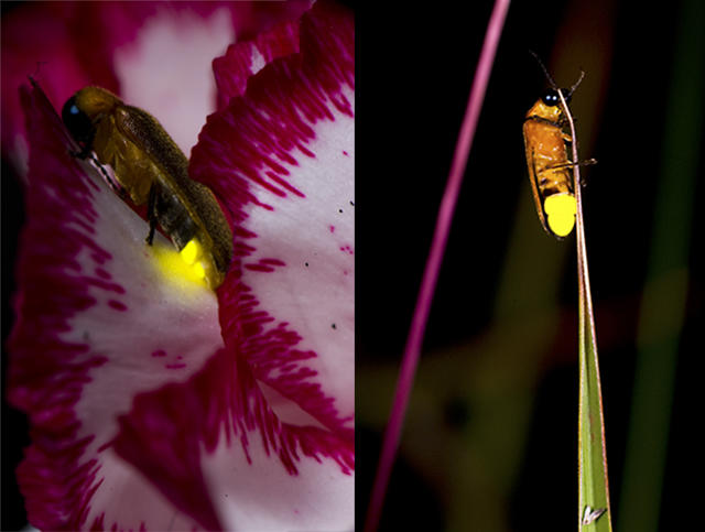 萤火虫去哪儿了？