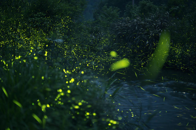 萤火虫去哪儿了？