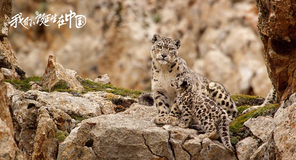 《我们诞生在中国》：那些动物教会我们的事