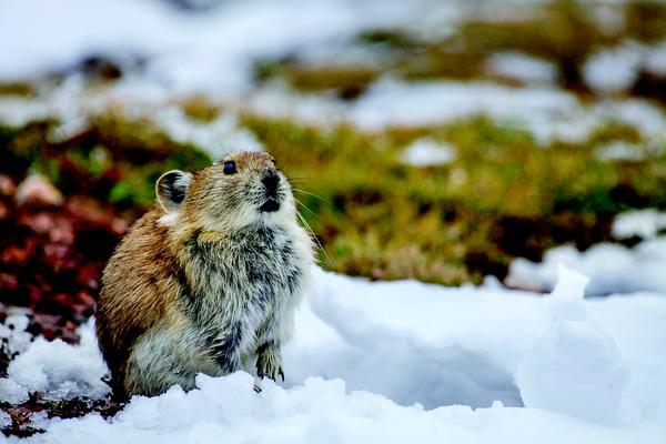 好想冲进银幕，去保护它们