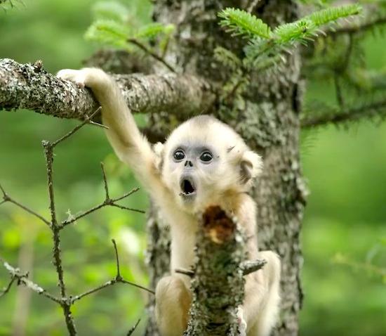 好想冲进银幕，去保护它们