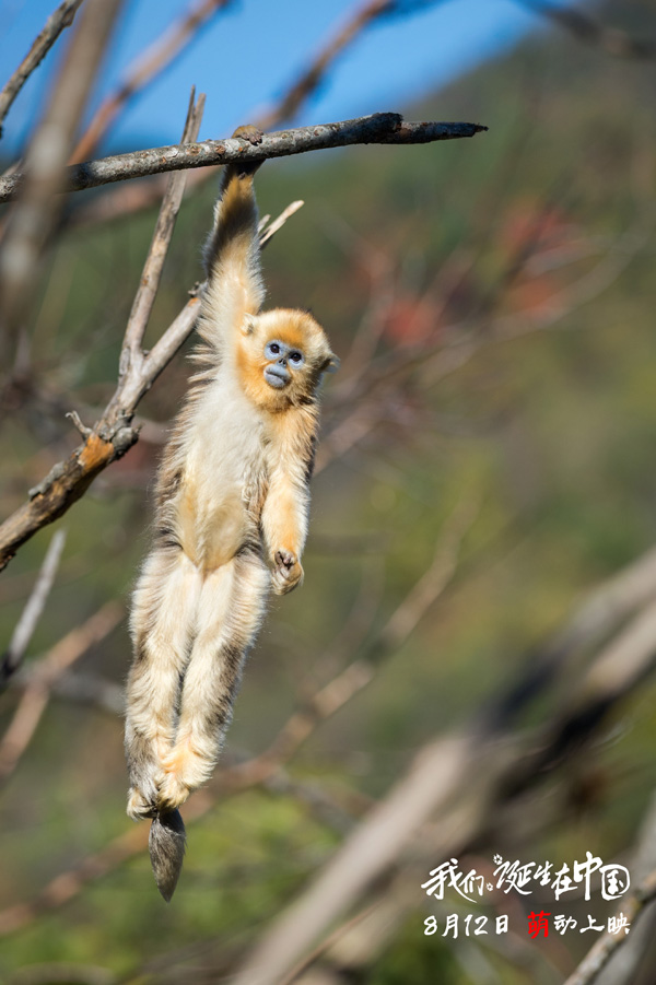 好想冲进银幕，去保护它们